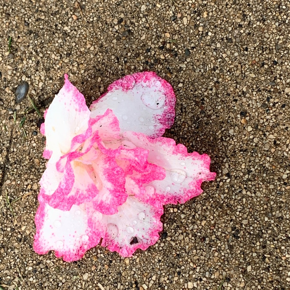 Meet your Posher, Larissa